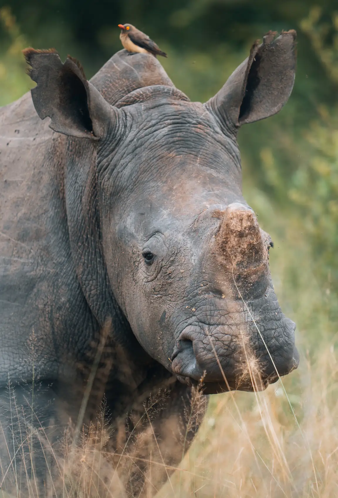 Rhino with an Oxpecker sitting on it's head